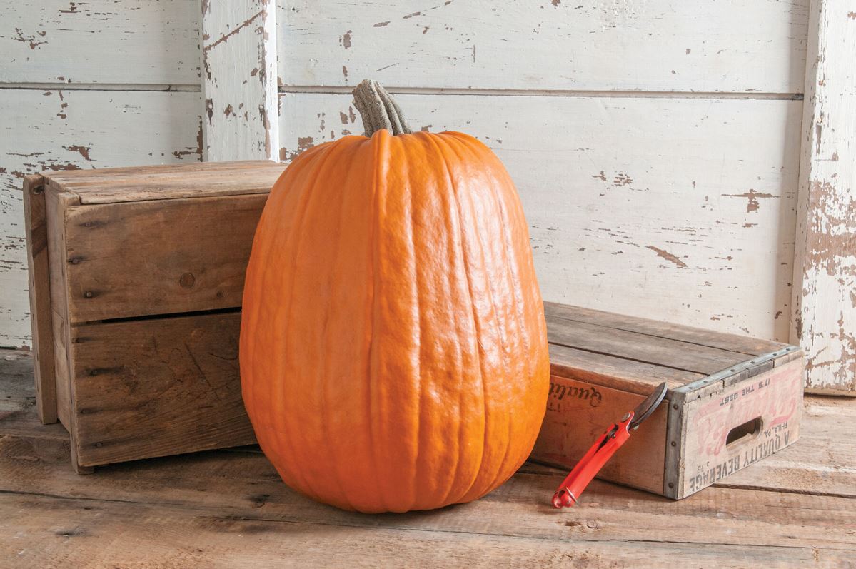 Early Giant – Treated Pumpkin Seed